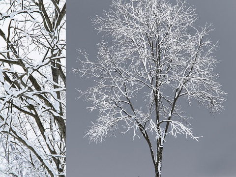  冬梣树 冬梣树 #3 (17米)3d模型 