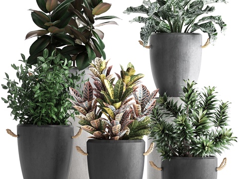  现代黑色混凝土盆栽异域植物系列3d模型 