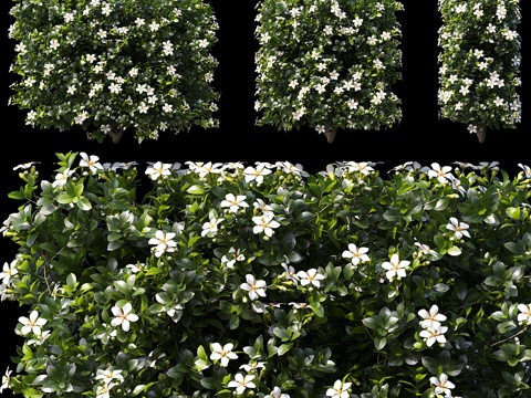  栀子花（Gardenia augusta）鱼腥草（Houtt3d模型 