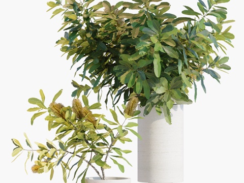  花瓶中的枝条 293d模型 