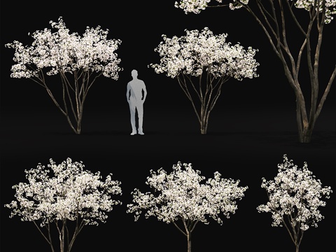  盛开的苹果树  苹果杂交种开花 #13d模型 