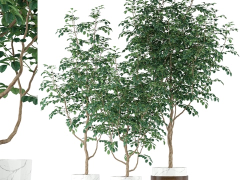  植物集锦2053d模型 