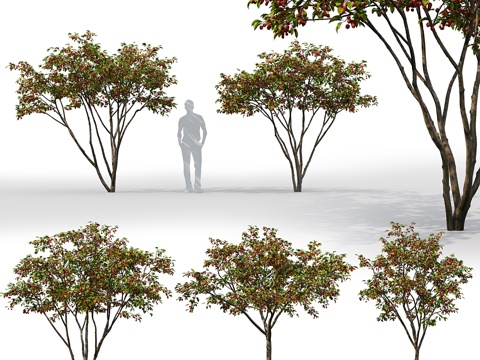  苹果杂交种13d模型 