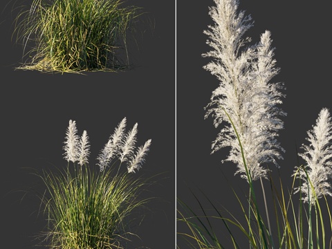  雌雄异株芒草 Cortaderia selloana3d模型 