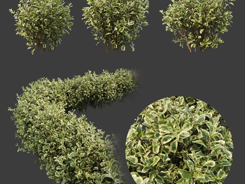  佛罗里达忍冬3d模型 