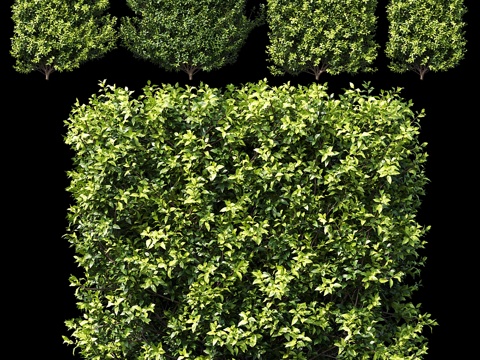  杜兰塔藤 - 希娜金 - 杜兰塔直立 #3d模型 