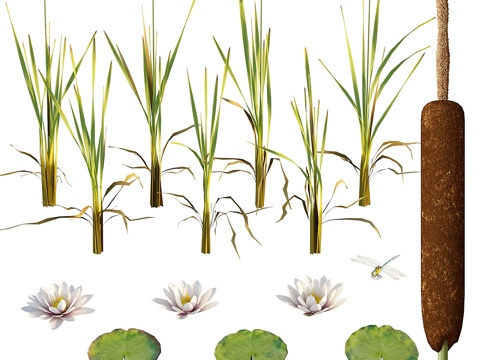  香蒲、睡莲、蜻蜓3d模型 