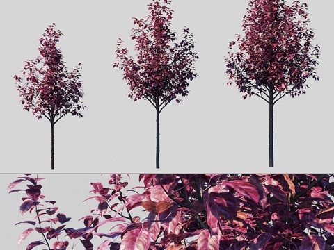  Pissardi李子果酱    Pissardi樱桃李3d模型 