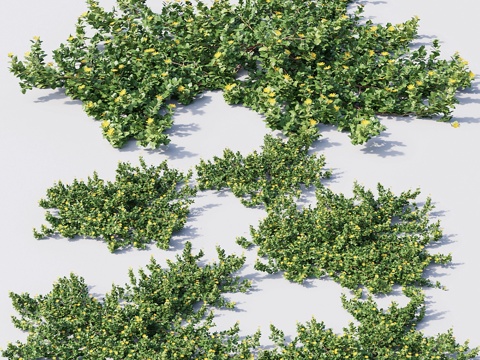  中国桉树 #13d模型 