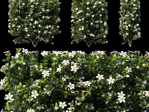  栀子花（Gardenia augusta）鱼腥草（Houtt3d模型 