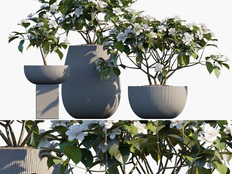  盆栽植物 #48  栀子花3d模型 