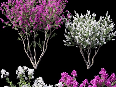  紫薇 印度紫薇 林奈 # 33d模型 