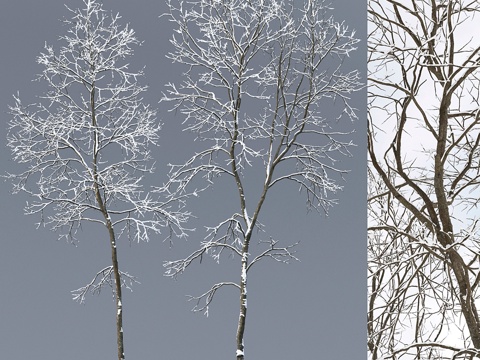  冬日白蜡树  白蜡树冬景 #6 (19.8-22.6)3d模型 