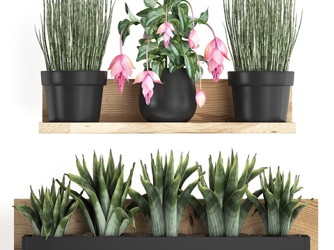  带粉色木质小植物收藏架3d模型 