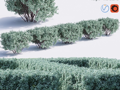  天云鼠尾草 Leucophyllum frutescens3d模型 