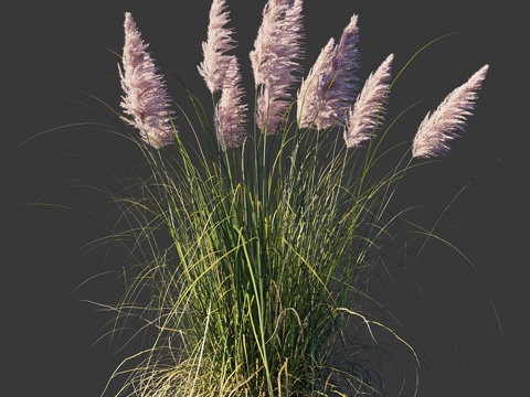  粉红芒草（Cortaderia selloana Ros）3d模型 