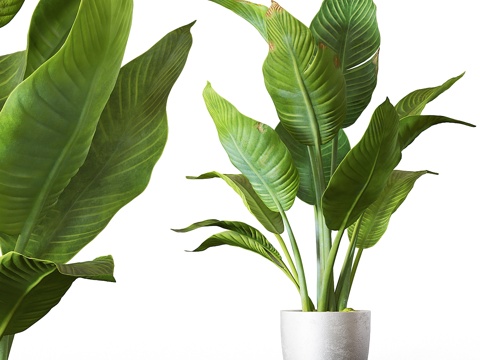  香蕉棕榈3d模型 