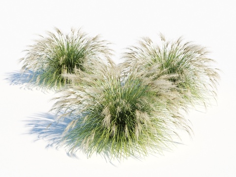  中国芒草3d模型 