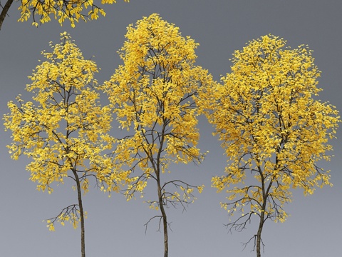  秋梣木   梣树之秋 # 5_6 (21.2-22.6m)3d模型 