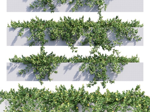  中国桉 #23d模型 