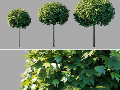  尖叶枫  球果枫    欧洲山毛榉3d模型 