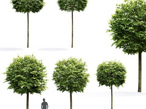  欧洲椴树绿球品种3d模型 