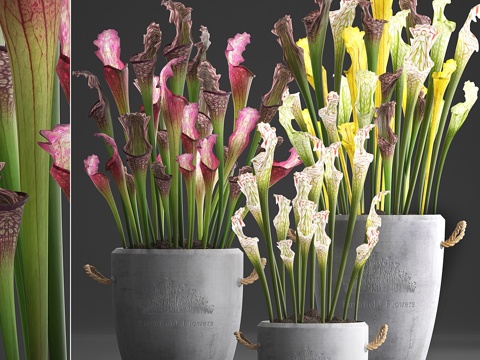  植物系列377. 捕蝇草，混凝土盆，花3d模型 