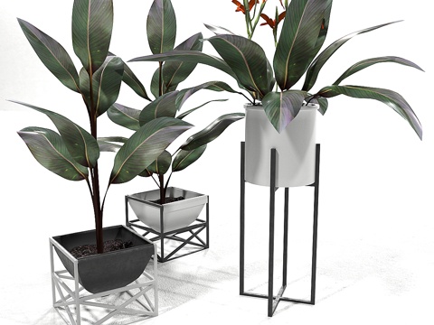  大丽花植物套装23d模型 