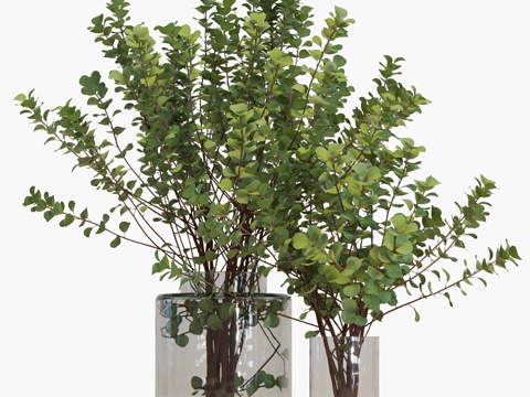  花瓶中的韦伯斯特桉树枝条 #23d模型 