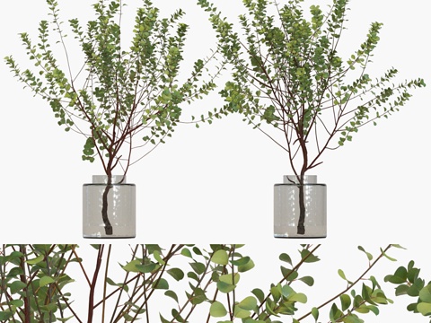  韦氏桉枝条插花 #13d模型 