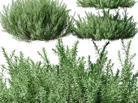  单瓣柠檬草 013d模型 