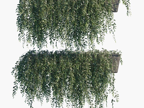  盆栽楝叶藤 垂帘藤3d模型 