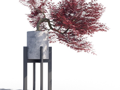  日本枫树盆栽33d模型 