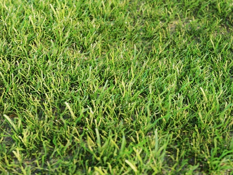  景观用草3d模型 