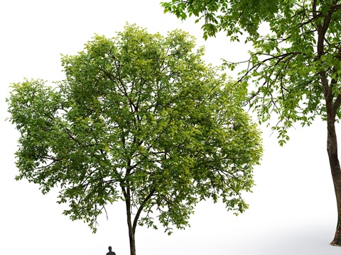  白蜡树 #1 (13.1米)3d模型 