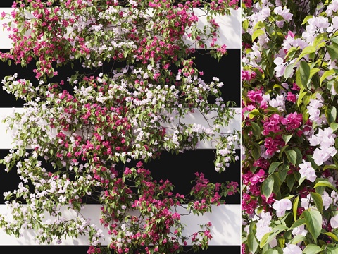  九重葛 063d模型 