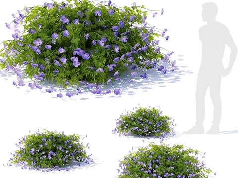  天竺葵花园灌木 天竺葵杂交种罗赞娜3d模型 