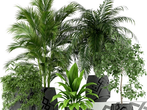  植物收藏 1953d模型 