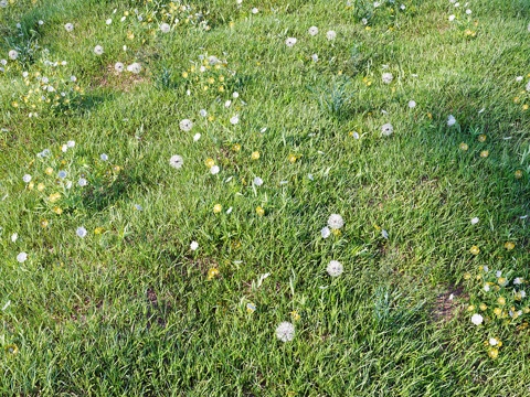  景观用草_套装033d模型 