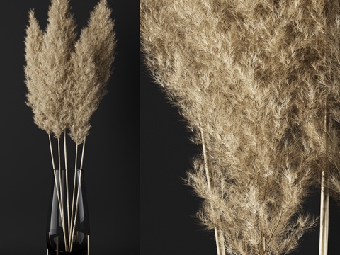  一束芒草3d模型 