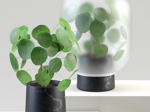  Nebl 中国金树 楝树3d模型 