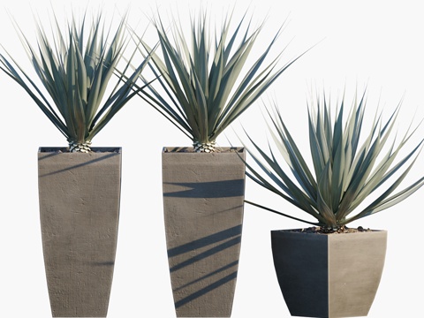  盆栽植物 #42 龙舌兰3d模型 