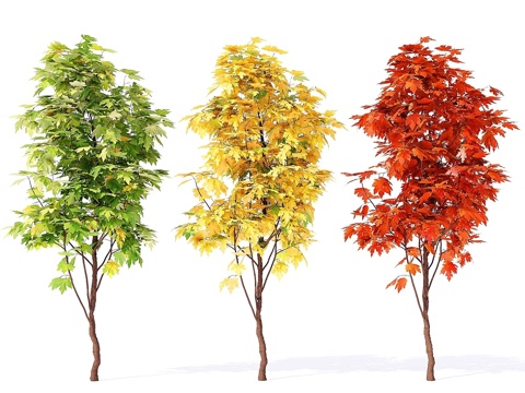  Acer_campestre_023d模型 