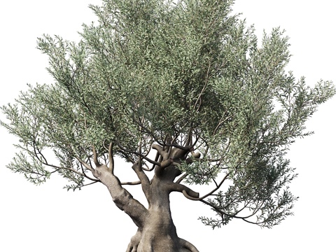  橄榄树（欧洲橄榄）#13d模型 