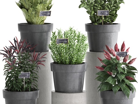  现代黑花盆厨房植物组合3d模型 