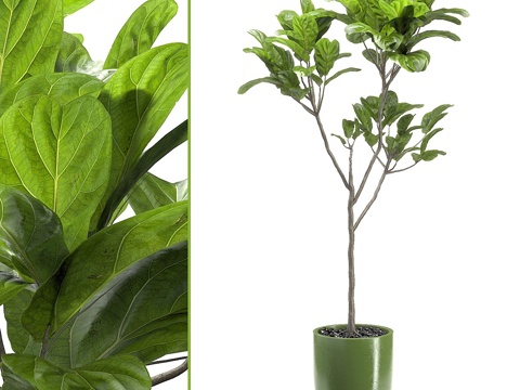  现代绿植盆栽3d模型 