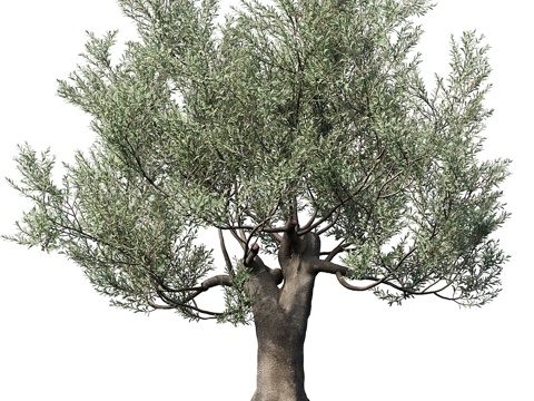  橄榄树（欧洲橄榄）#23d模型 