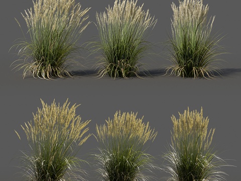  尖叶芒草 - Calamagrostis acutiflor3d模型 