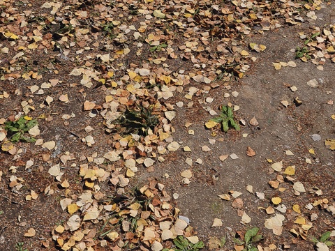  Leaf_Earth 33d模型 