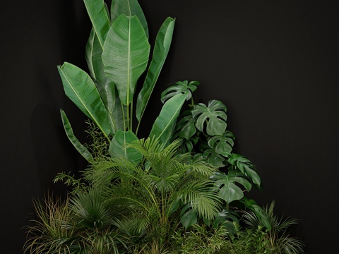  植物收藏 1963d模型 